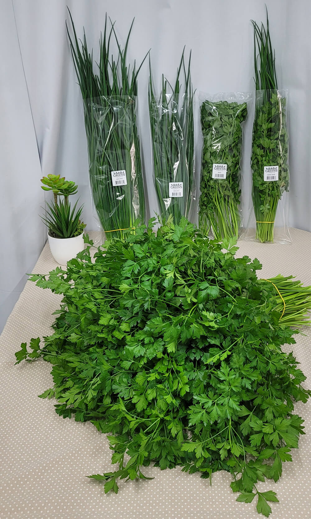 Produção hidropônica AraGreens